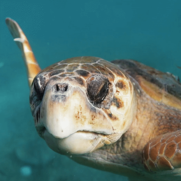 4Ocean - Beaded Bracelet - Loggerhead Sea Turtle