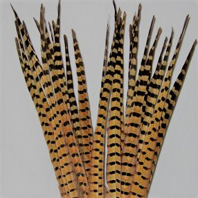 Wapsi - Ringneck Pheasant Tail Feathers